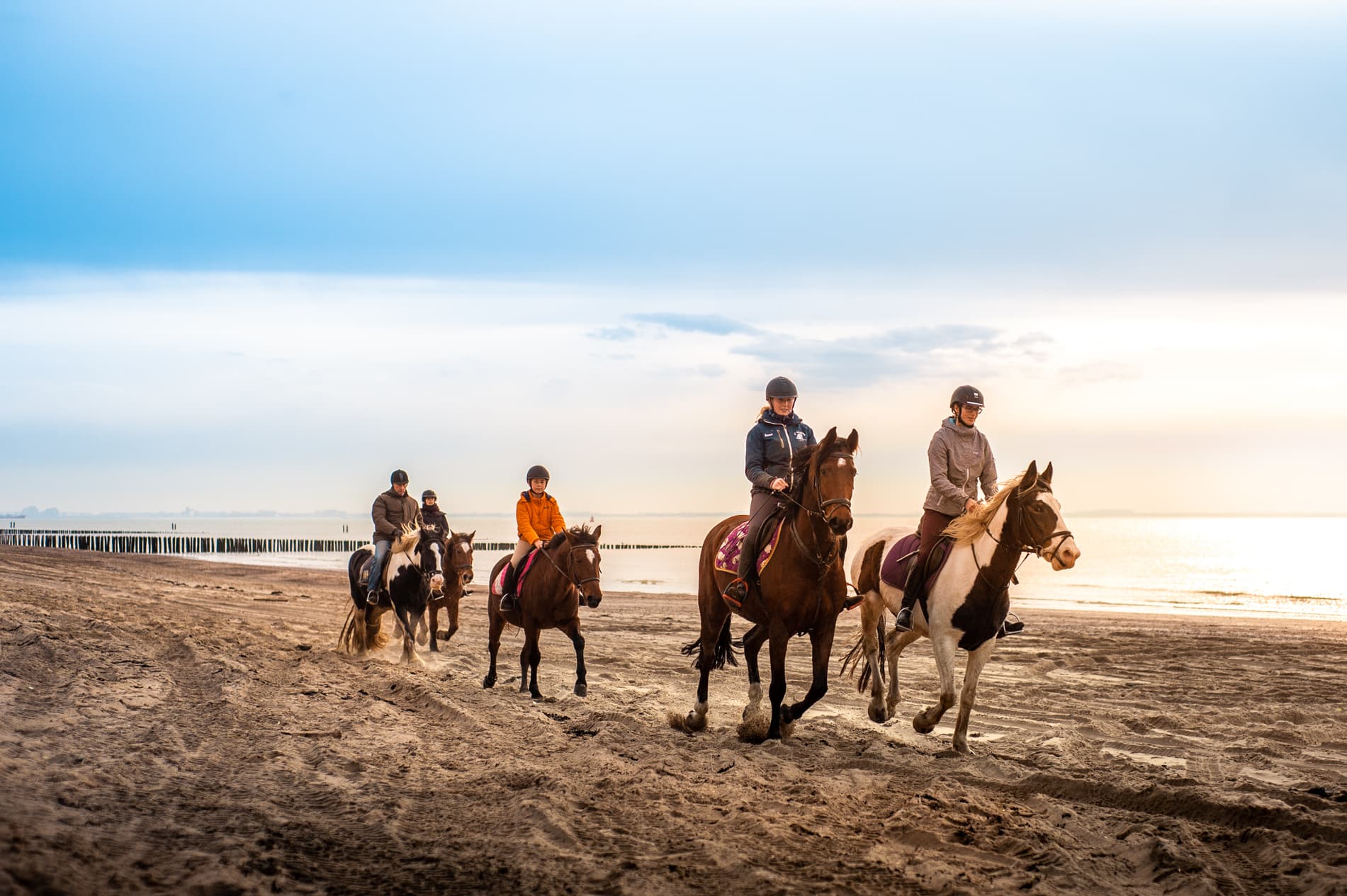 Pakketten — Huisdieren