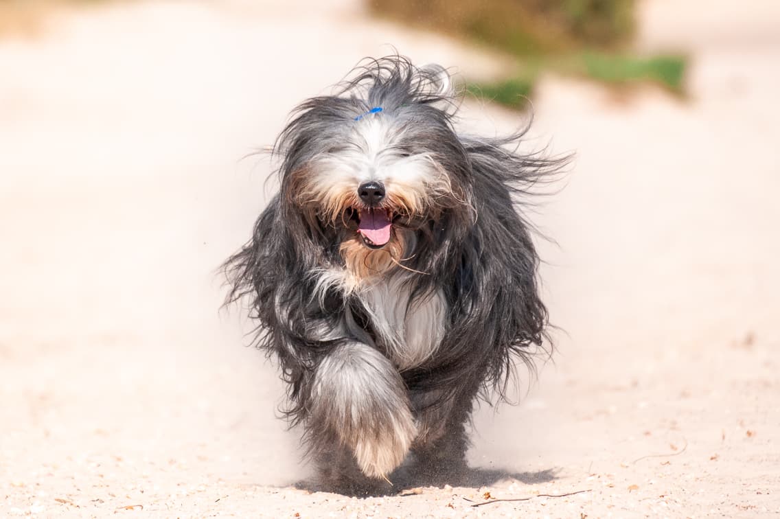 Dog 1