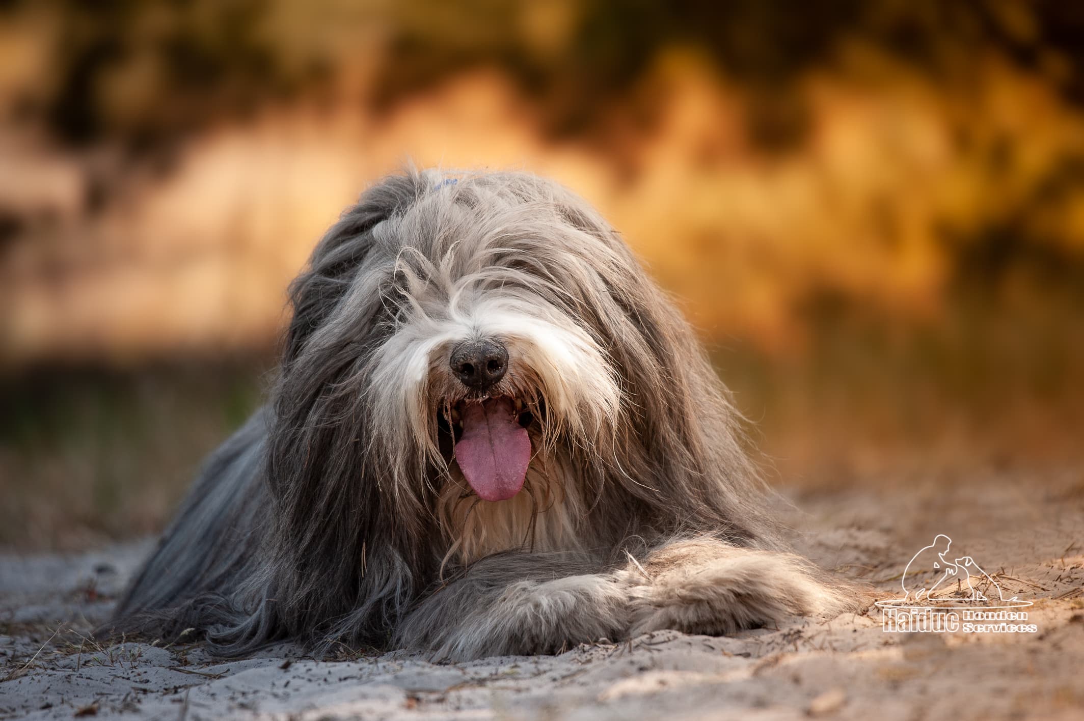 Dog 11