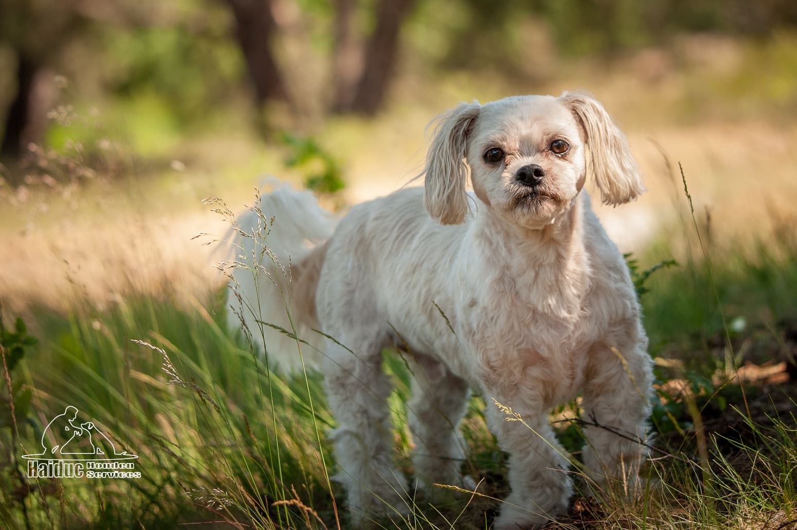 Dog 12