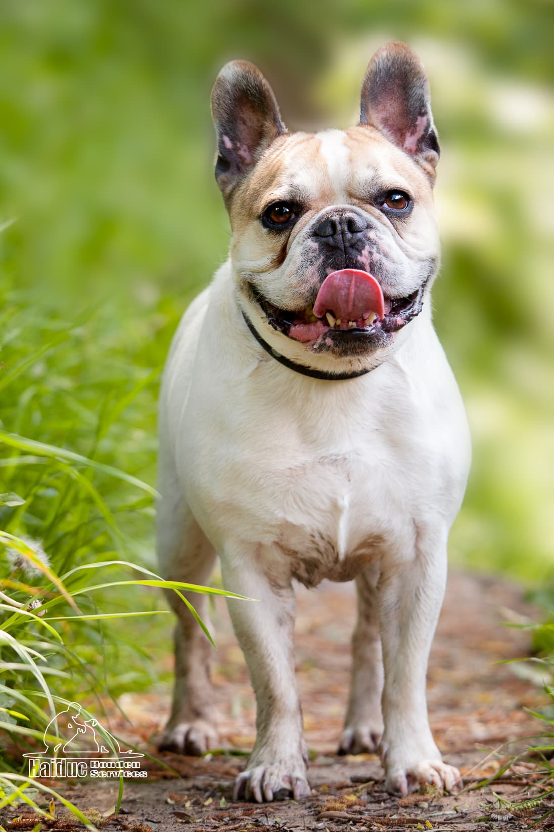 Dog 14