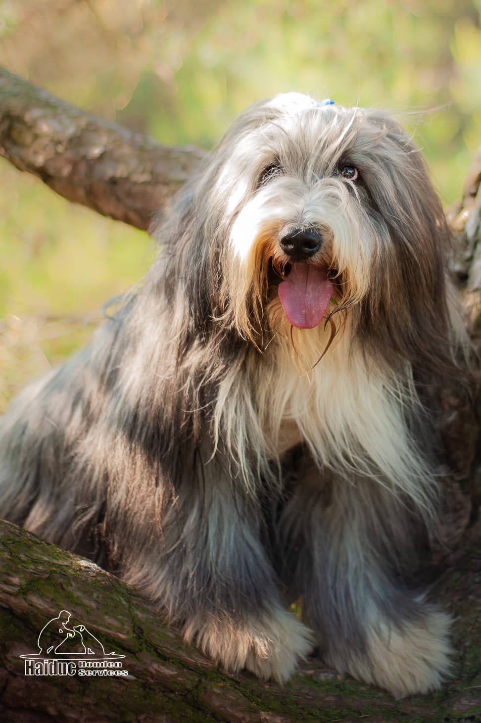 Dog 15