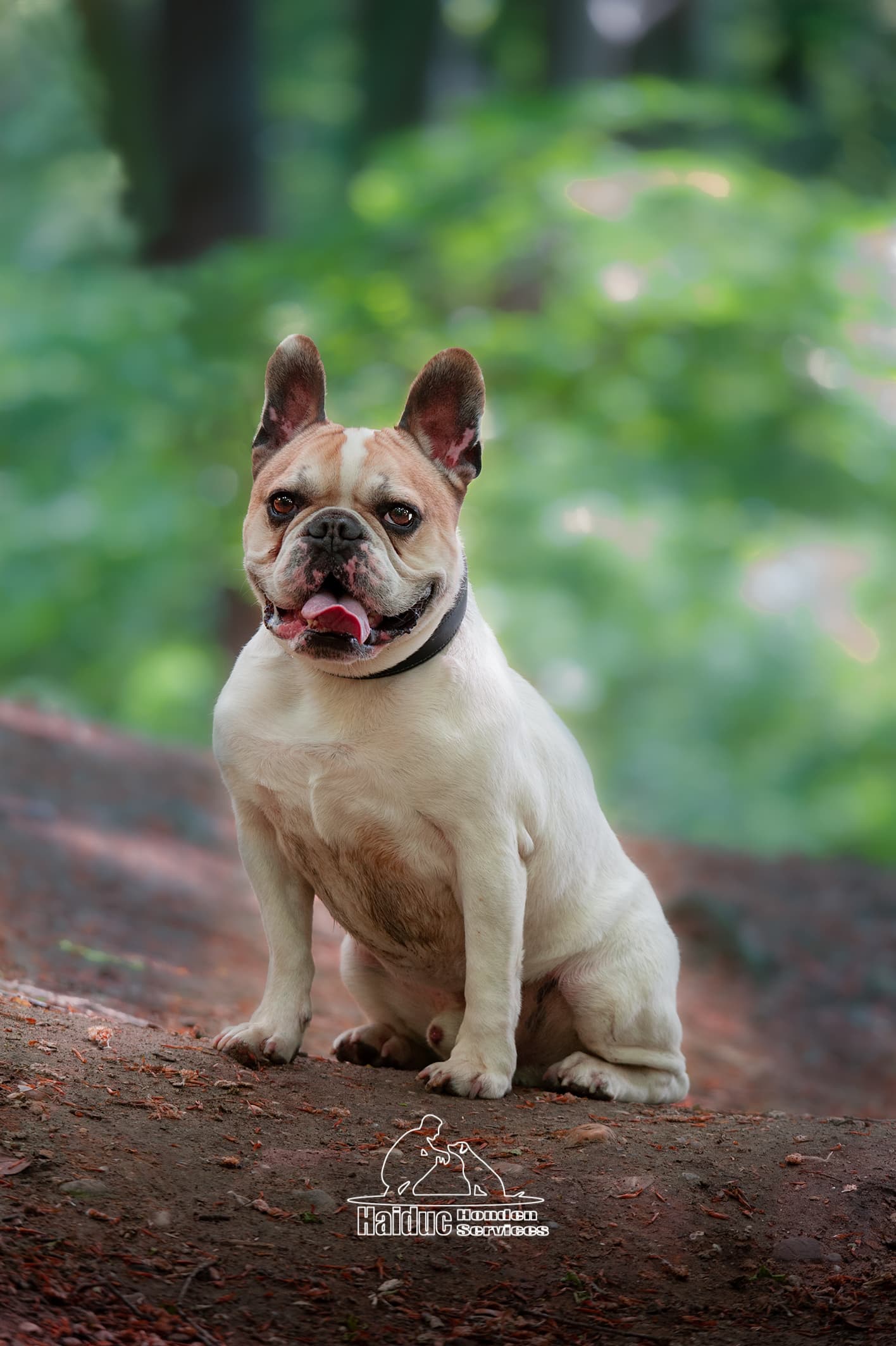 Dog 16