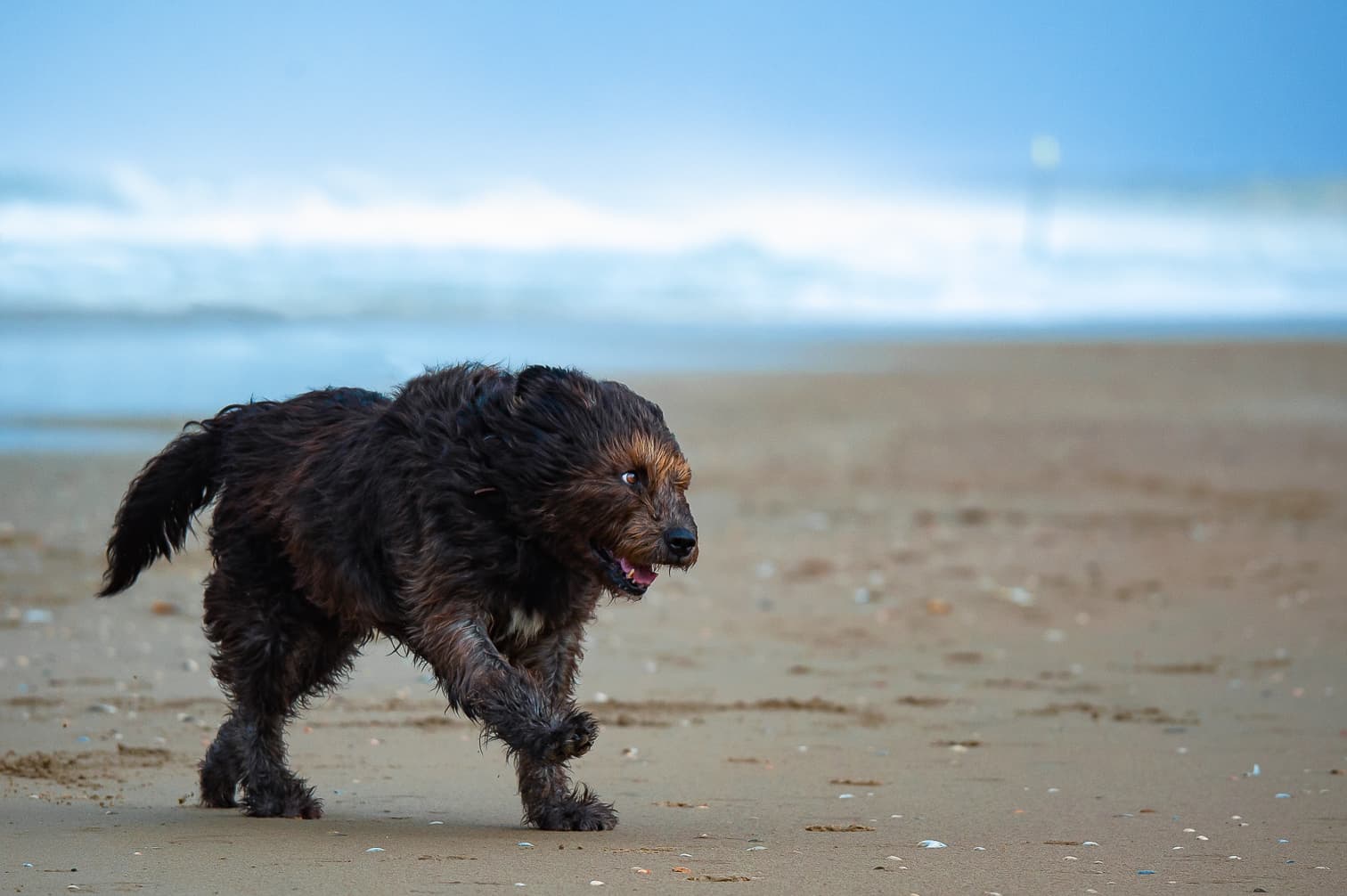 Dog 17