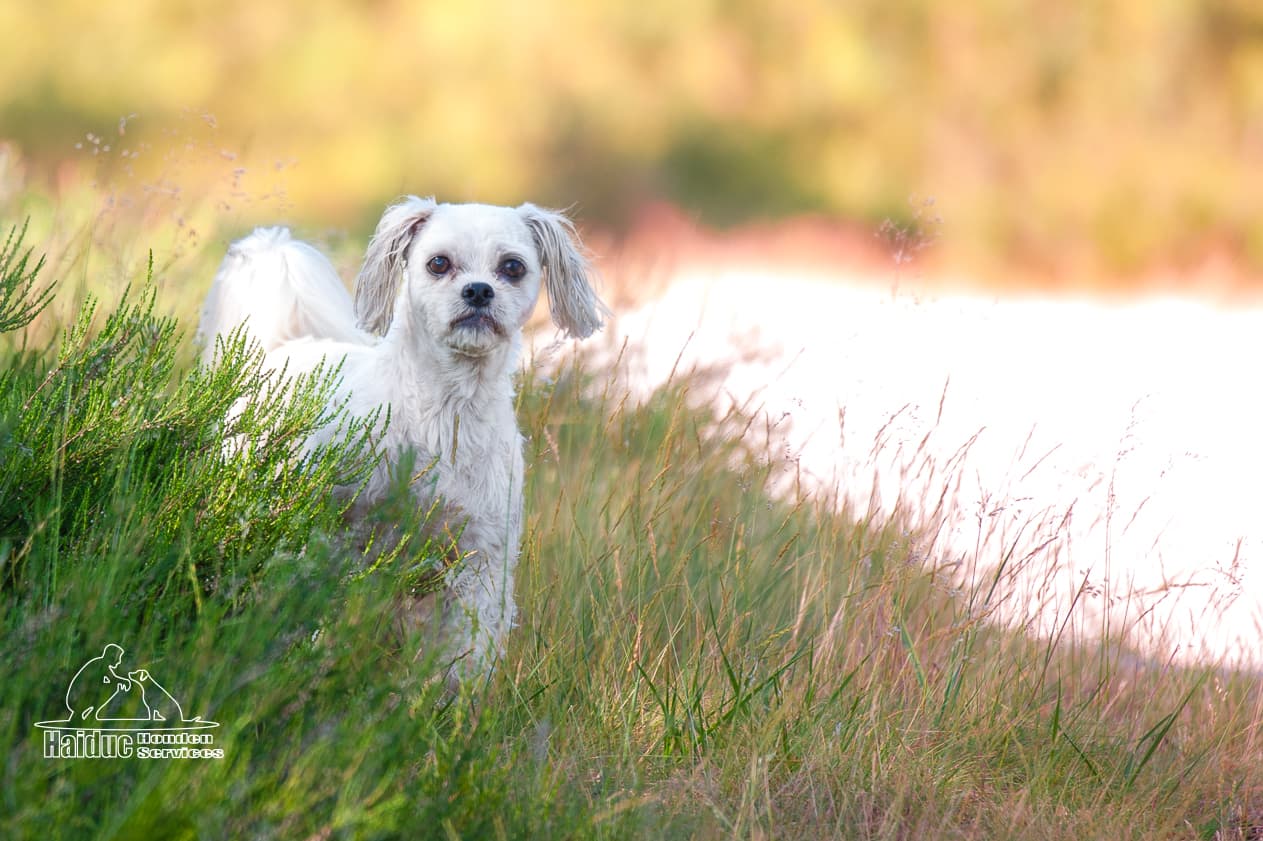 Dog 18