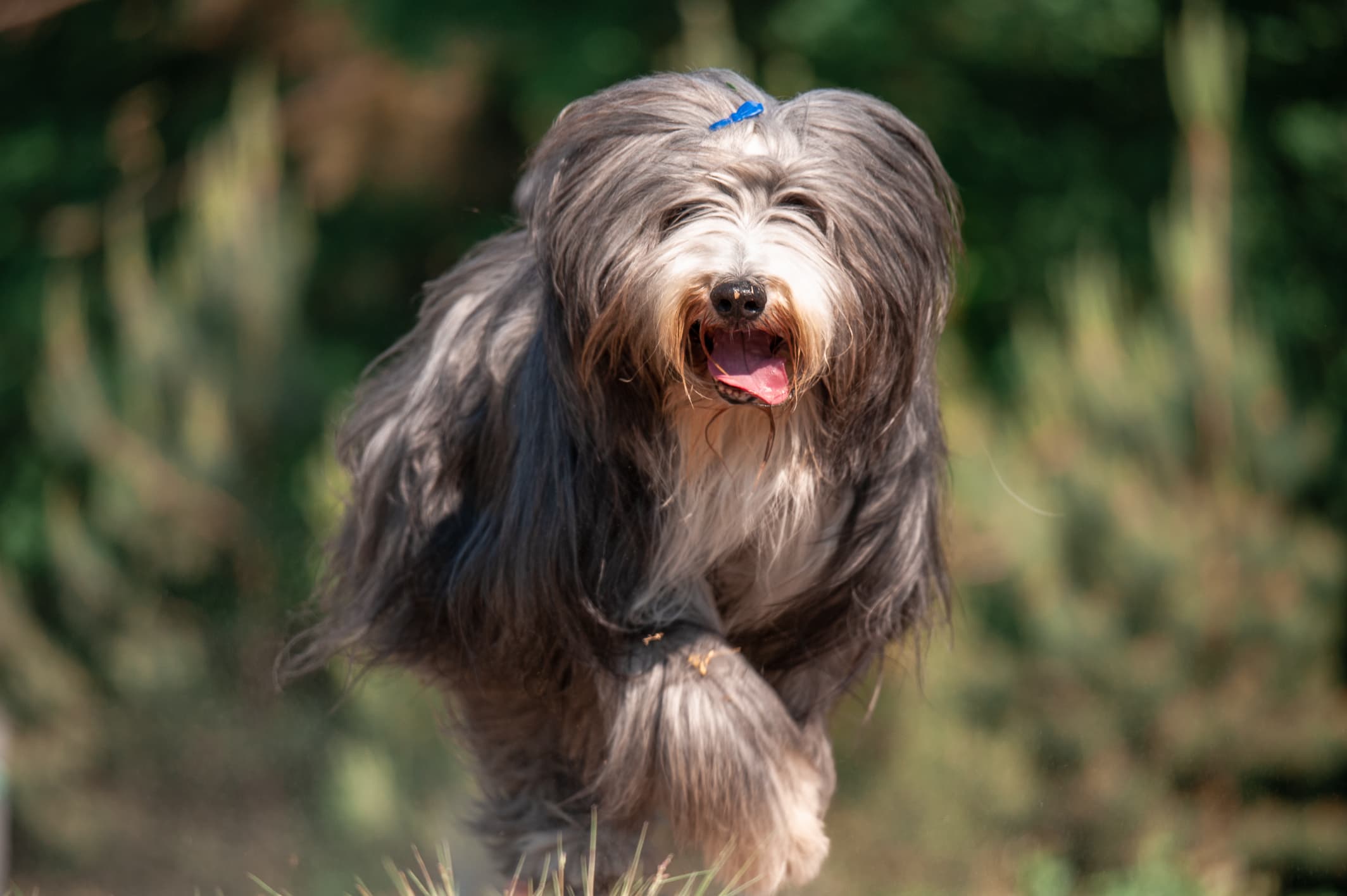 Dog 2