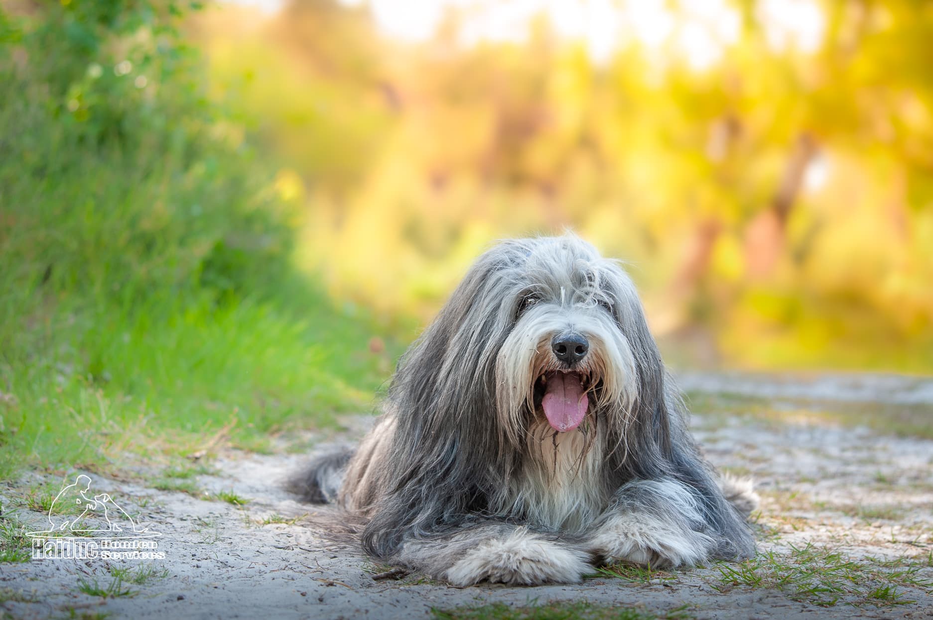 Dog 20
