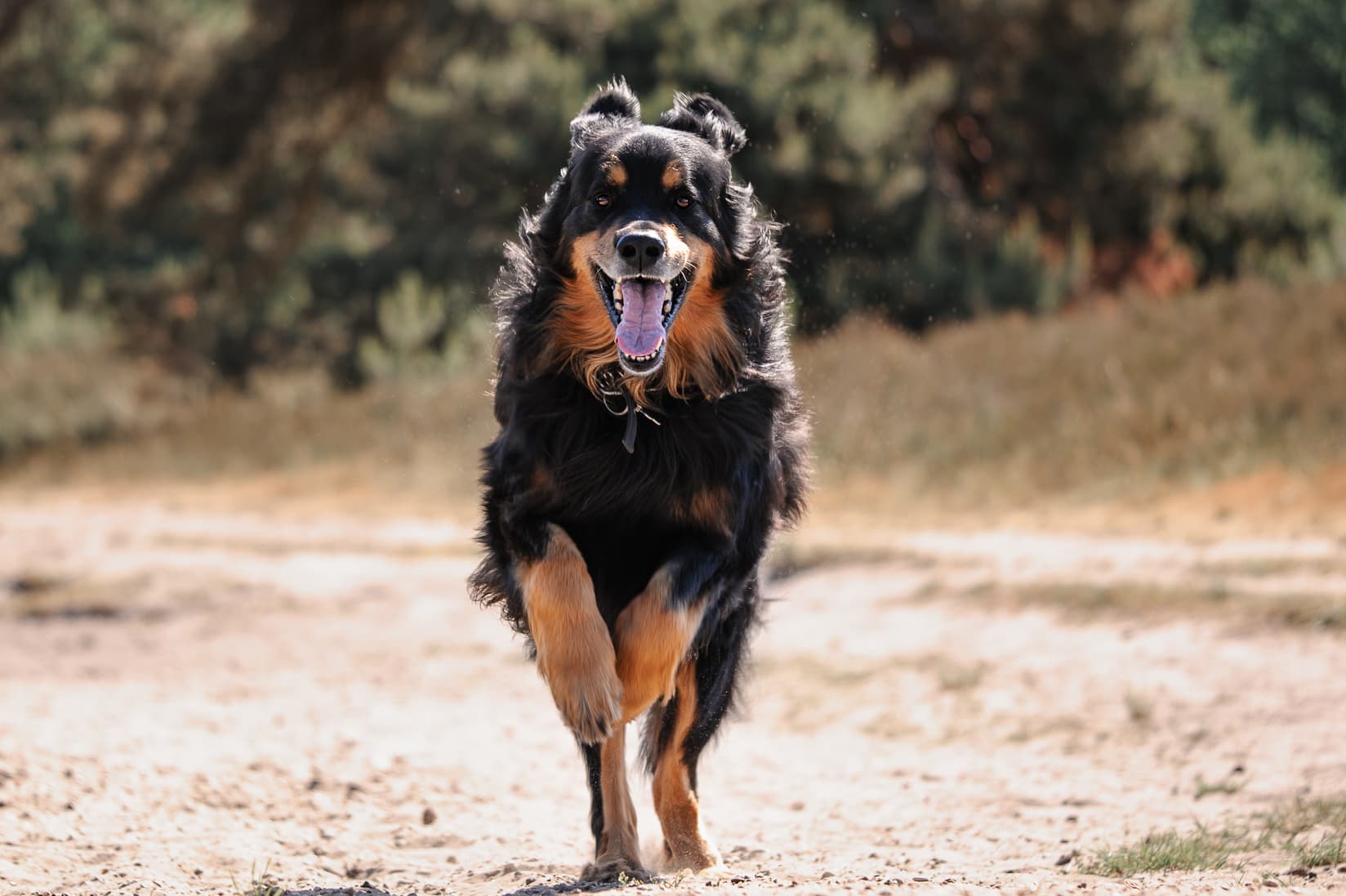 Dog 4