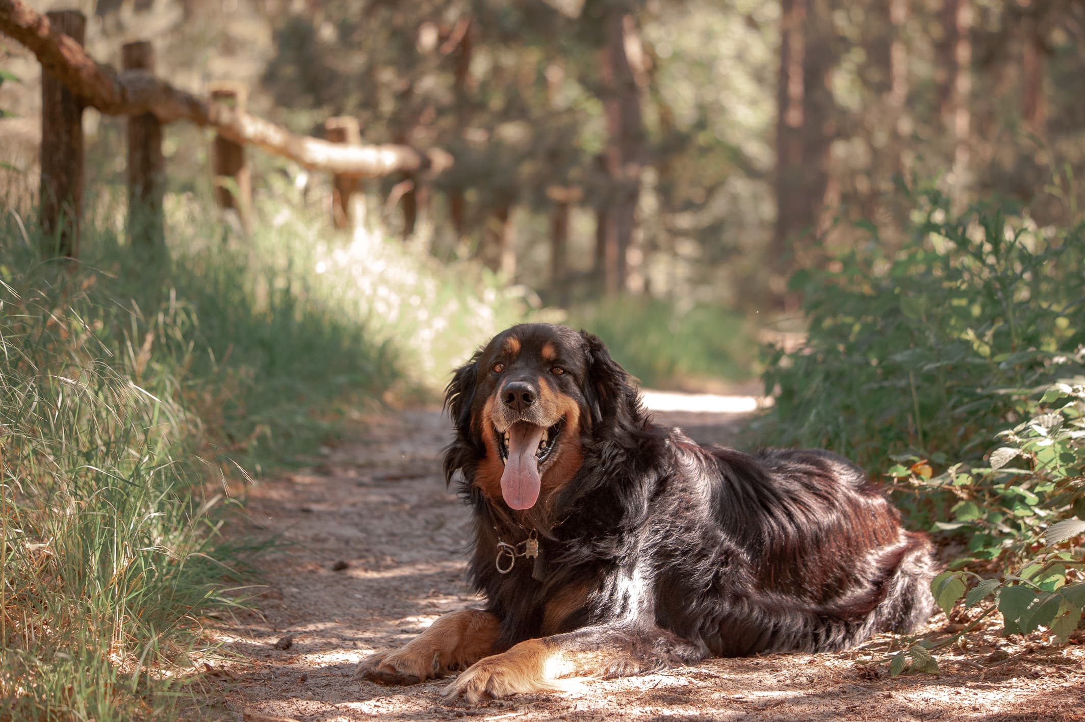 Dog 5