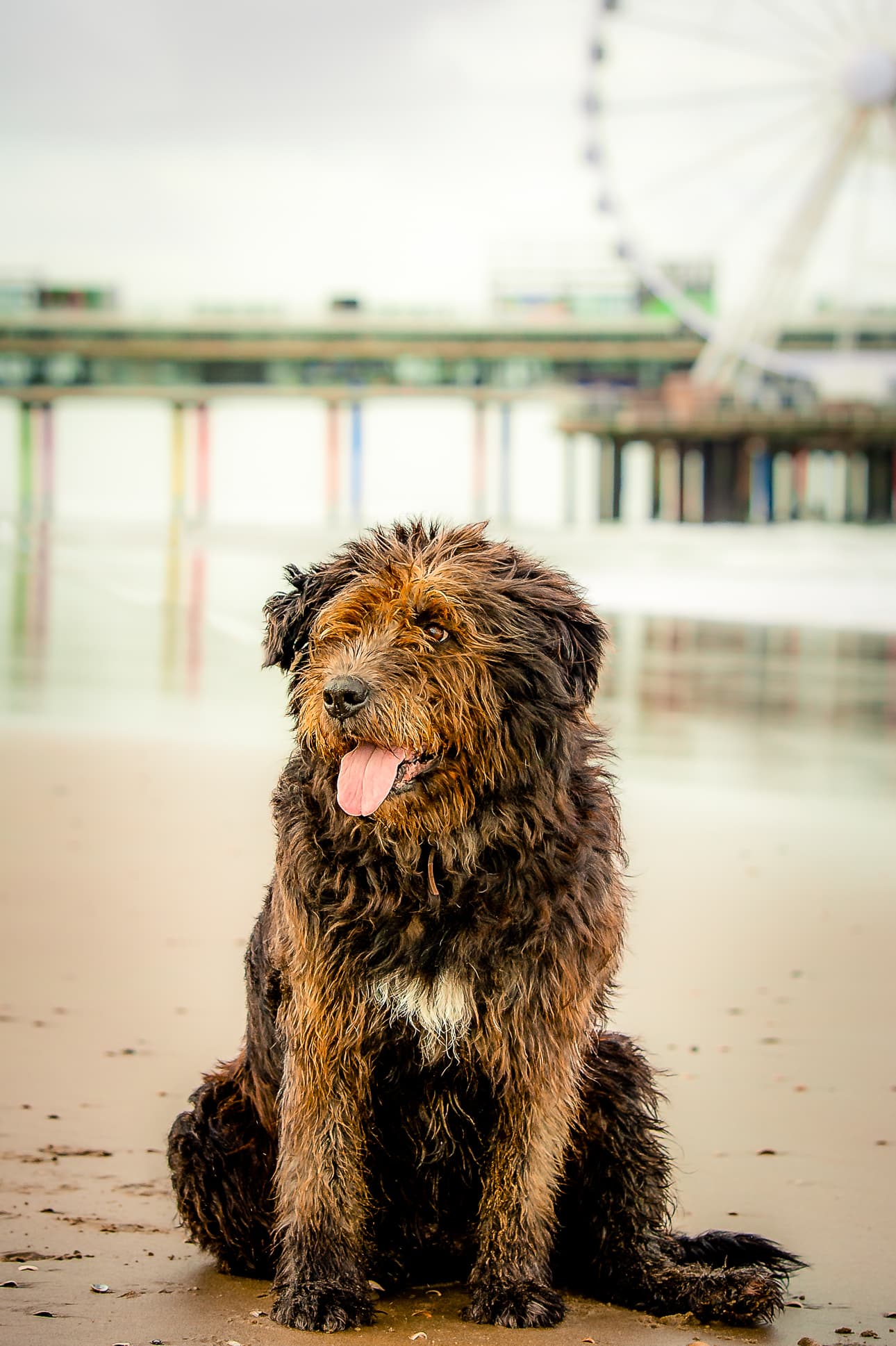 Dog 7