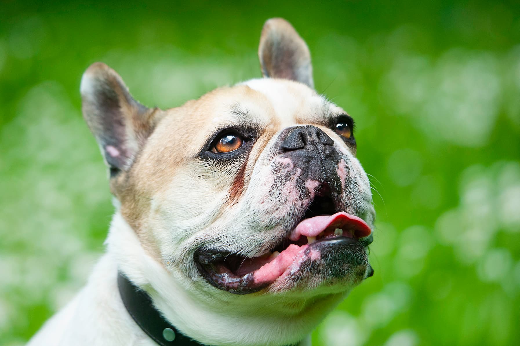 Dog 8