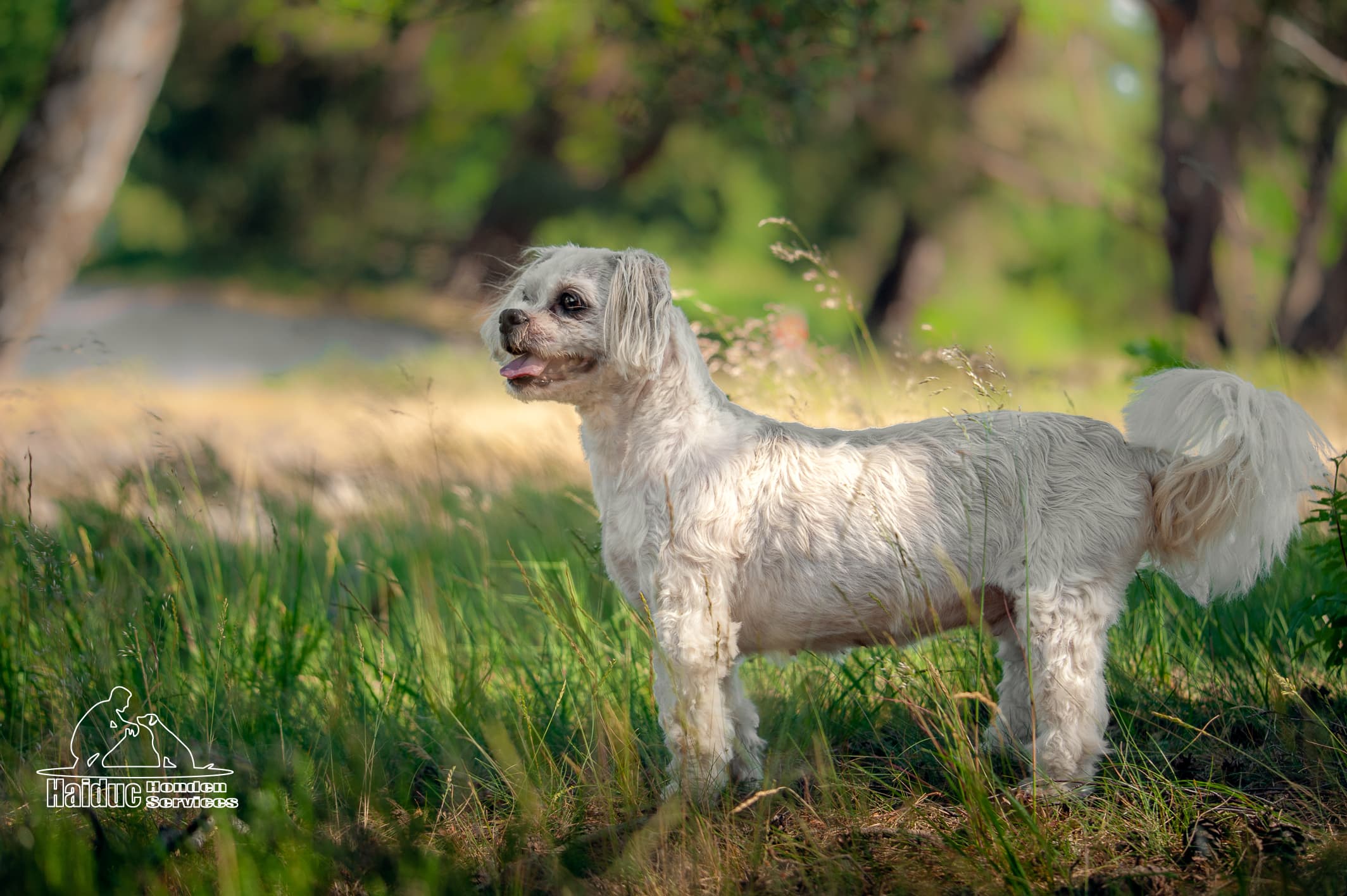Dog 9