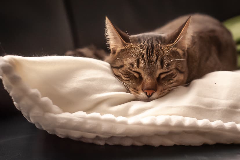 Pakketten — Katten