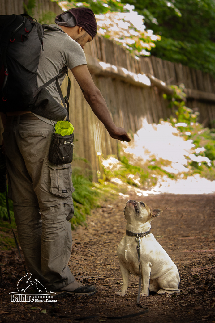 Dogtraining